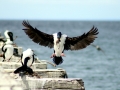 Imperial Shag
