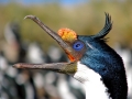 Imperial Shag