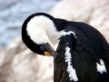 Imperial Shag