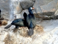 Imperial Shag