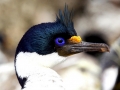 Imperial Shag