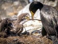 Imperial Shag