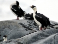 Imperial Shag