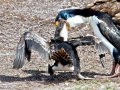 Imperial Shag