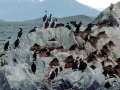 Imperial Shag