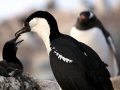 Imperial Shag