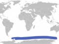 Imperial Shag