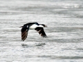 Imperial Shag