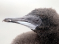 Imperial Shag