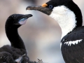 Imperial Shag