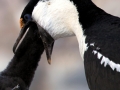 Imperial Shag