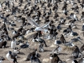 Imperial Shag
