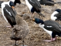 Imperial Shag