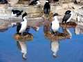 Imperial Shag