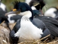 Imperial Shag