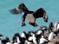 Imperial Shag