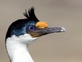 Imperial Shag