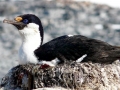 Imperial Shag