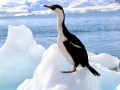 Imperial Shag