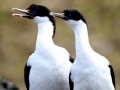 Imperial Shag