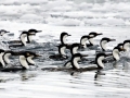 Imperial Shag