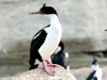 Imperial Shag