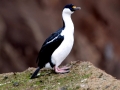 Imperial Shag