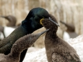 Imperial Shag