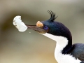 Imperial Shag