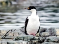 Imperial Shag