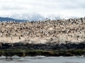 Imperial Shag