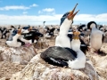 Imperial Shag
