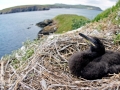 Imperial Shag