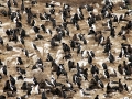 Imperial Shag
