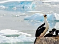 Imperial Shag
