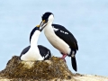 Imperial Shag