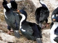 Imperial Shag