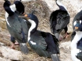 Imperial Shag