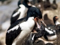 Imperial Shag