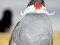 Inca Tern