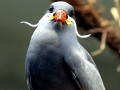 Inca Tern