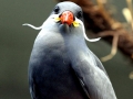 Inca Tern