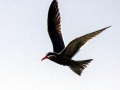 Inca Tern