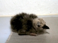 Inca Tern