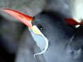 Inca Tern