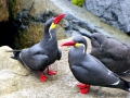 Inca Tern