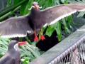 Inca Tern