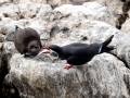 Inca Tern