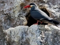 Inca Tern