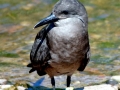 Inca Tern